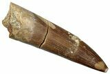 Fossil Plesiosaur (Zarafasaura) Tooth - Morocco #259166-1